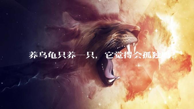 养乌龟只养一只，它觉得会孤独吗？