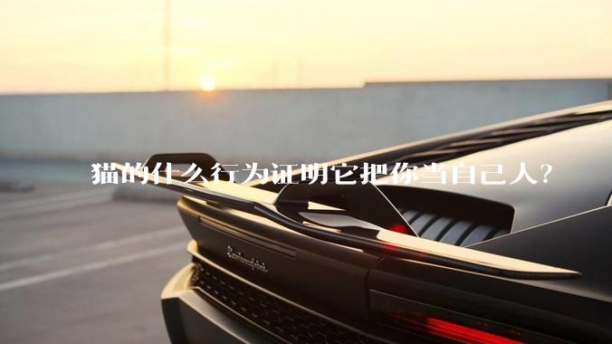 猫的什么行为证明它把你当自己人？